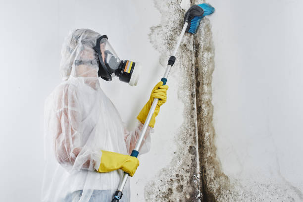 Mold Documentation for Insurance Claims in Havana, FL